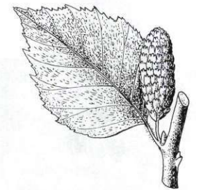 Brzoza omszona 