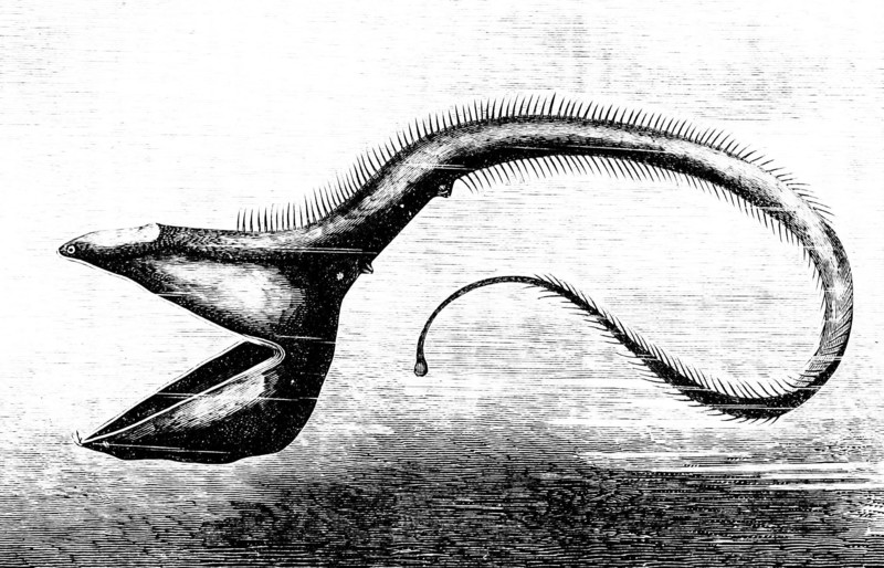 <p>bizarre</p>