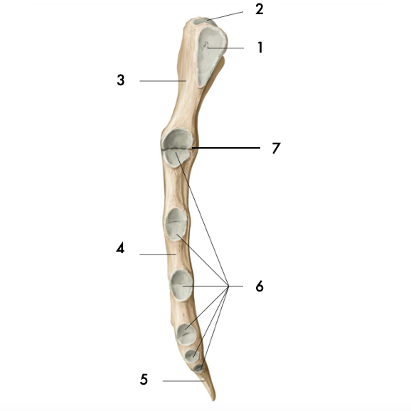 Surface articulaire costale (2ème à 7ème)
