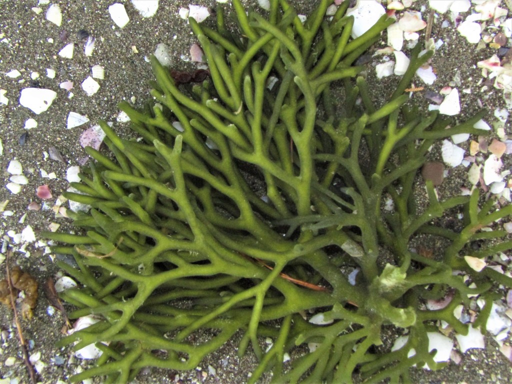 Dead man's fingers (Chlorophyta)