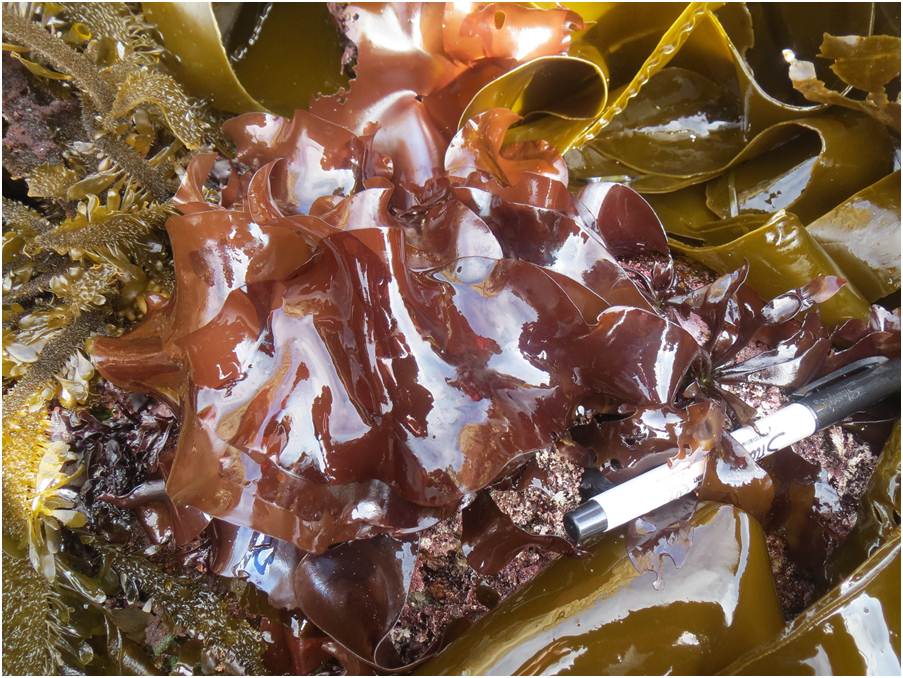  (Rhodophyta) 