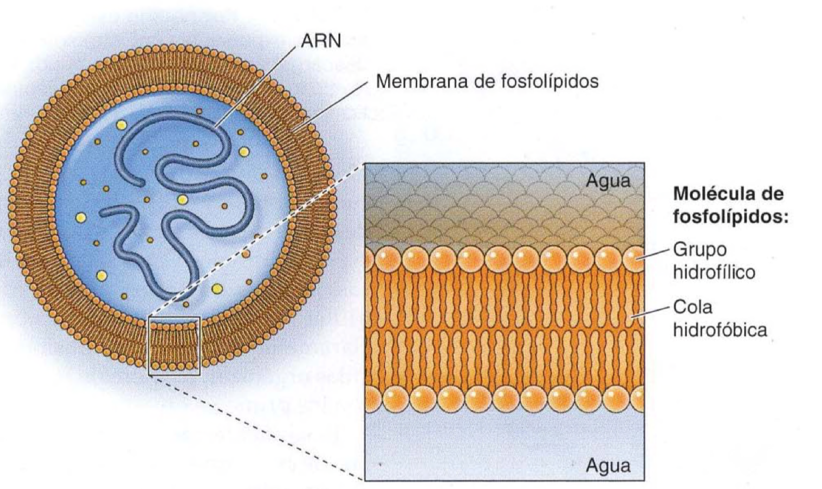 → exterior: hidrofilicas  → interior: hidrofobicas