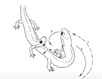 Male Plethodon jordani tapping his Courtship Gland on the female's snout during courtship