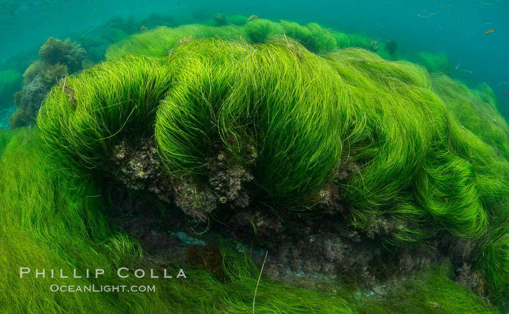  Surf Grass (Angiosperm)