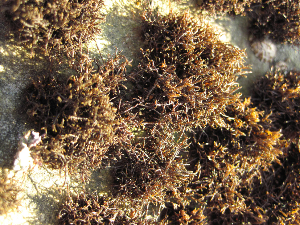 Turfweed, Nailbrush (Rhodophyta) 