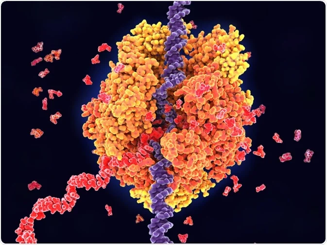 enhancer RNAs