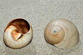 Lobed Moon Snail