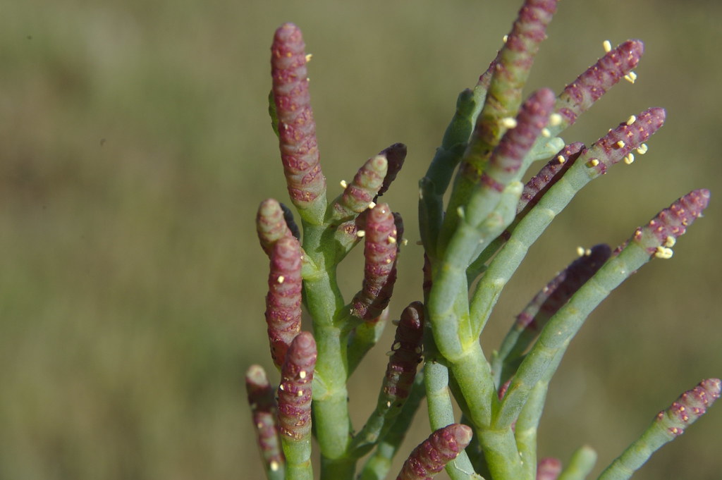 Pickleweed (Angiosperm)