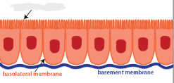 The bottom membrane (squiggly lines) refer to the ________ surface
