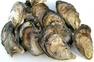 North American Oyster (common)