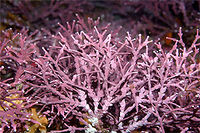 (Rhodophyta) 